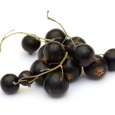 Mra�en� �ern� ryb�z