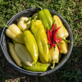 Paprika poln� - mix barev