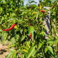 Chilli p�liv� paprika feferonka