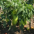 Paprika poln� 