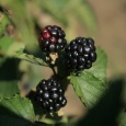 D�em z&nbsp;bio ostru�in