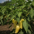 Paprika poln� 