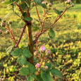 Ostru�iny